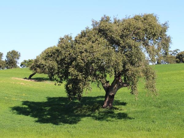 Alentejo self guided walking in Portugal