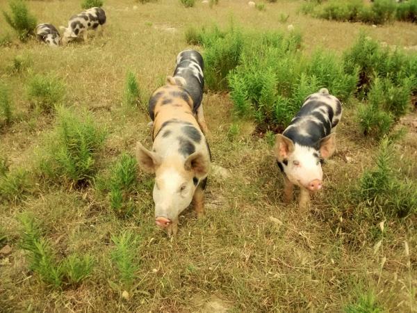 Alentejo self guided walking in Portugal