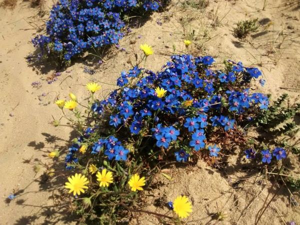 Alentejo & Algarve self guided walking holiday, Portugal
