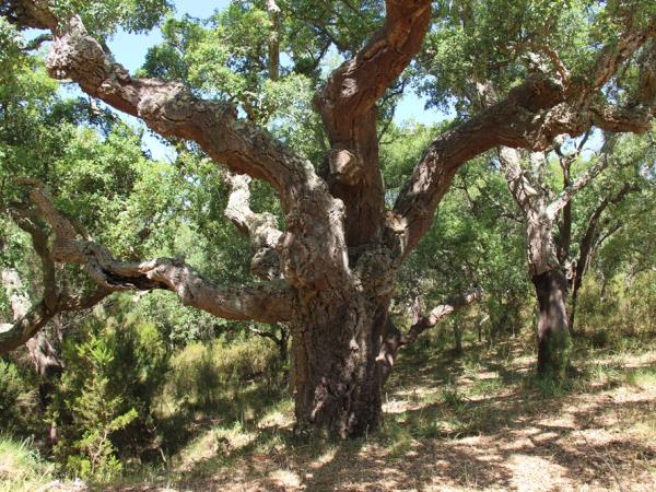 Alentejo & Algarve self guided walking holiday, Portugal