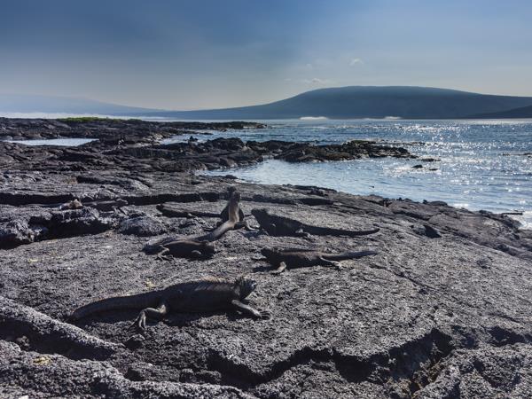 Galapagos & Ecuador tailor made holiday