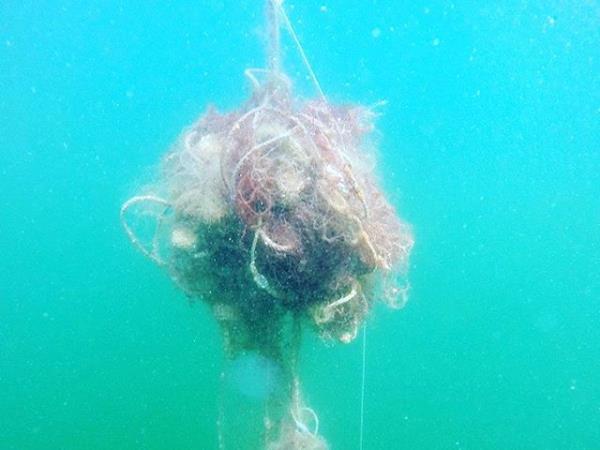 Marine conservation holiday in Portugal