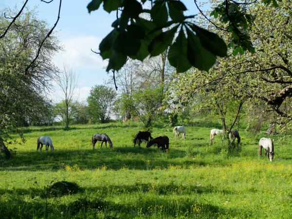 Horse riding holidays in Transylvania