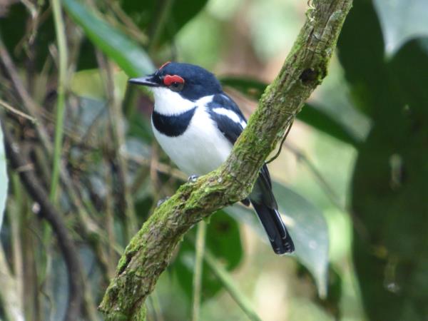 Culture and birding holiday in Uganda