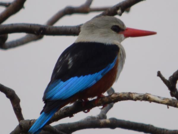 Culture and birding holiday in Uganda