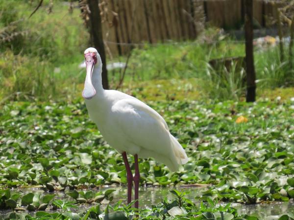 Culture and birding holiday in Uganda