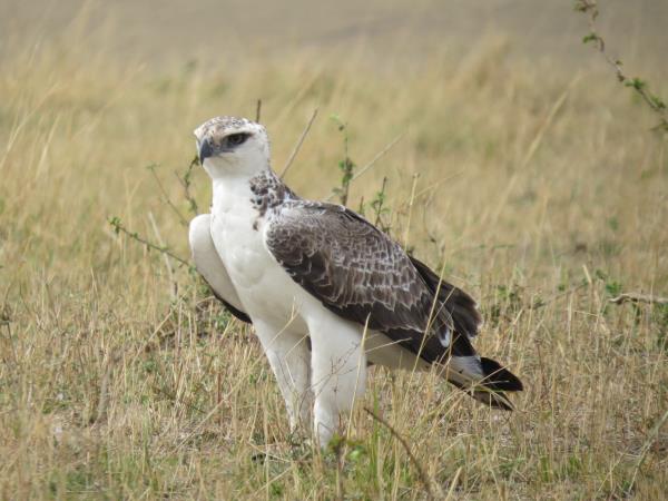 Culture and birding holiday in Uganda