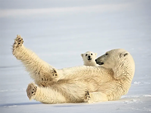 Svalbard luxury cruise in the Arctic