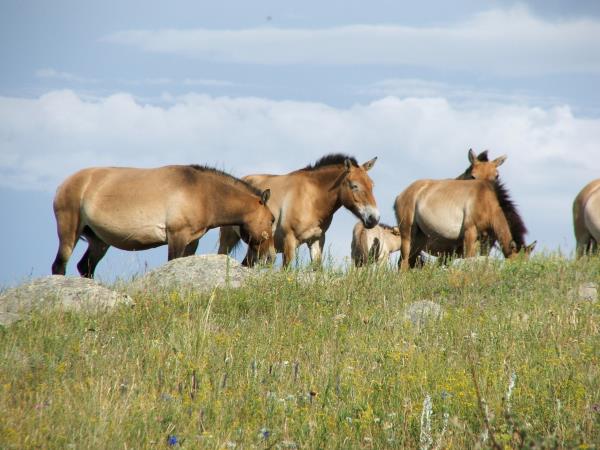 Wildlife research expedition in the Gobi Desert, Mongolia