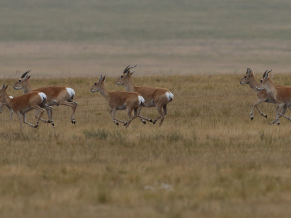Wildlife research expedition in the Gobi Desert, Mongolia