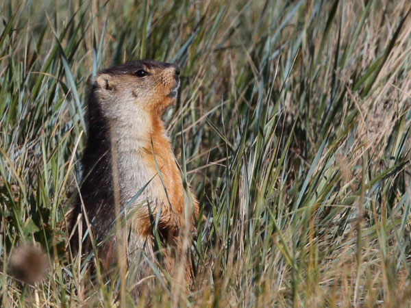 Wildlife research expedition in the Gobi Desert, Mongolia