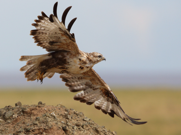 Wildlife research expedition in the Gobi Desert, Mongolia