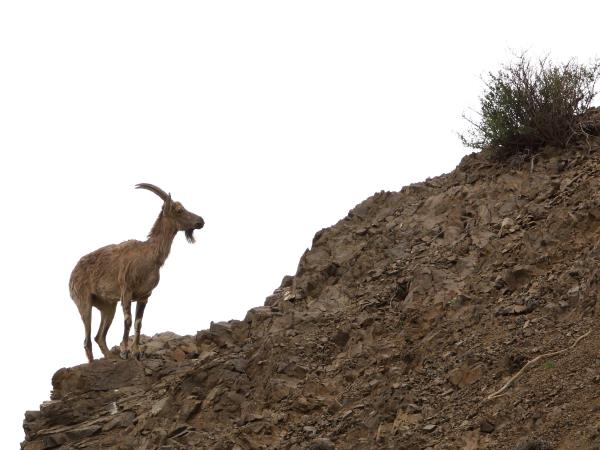 Wildlife research expedition in the Gobi Desert, Mongolia