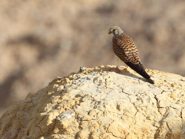 Wildlife research expedition in the Gobi Desert, Mongolia