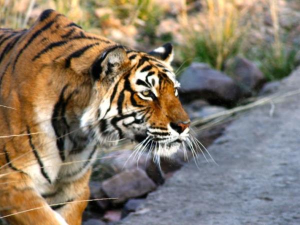 India wildlife and tiger safari
