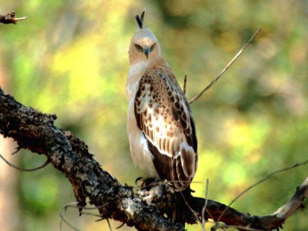 India wildlife and tiger safari
