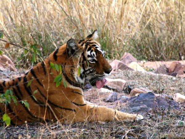 India wildlife and tiger safari