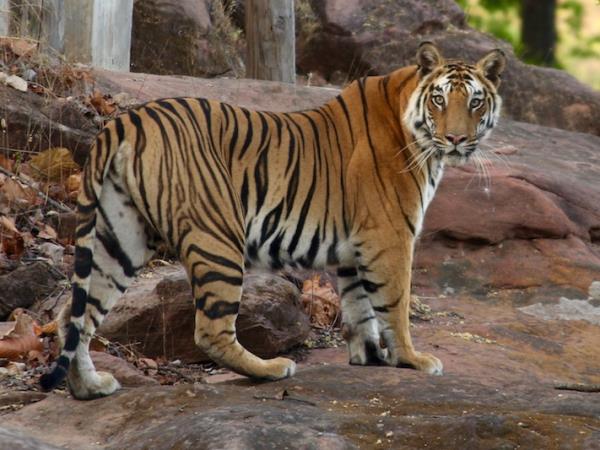 India wildlife and tiger safari