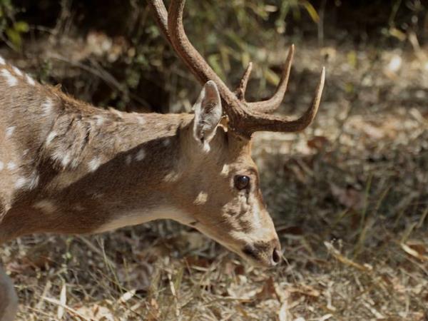 India wildlife and tiger safari