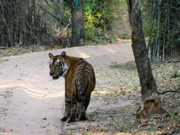 India wildlife and tiger safari