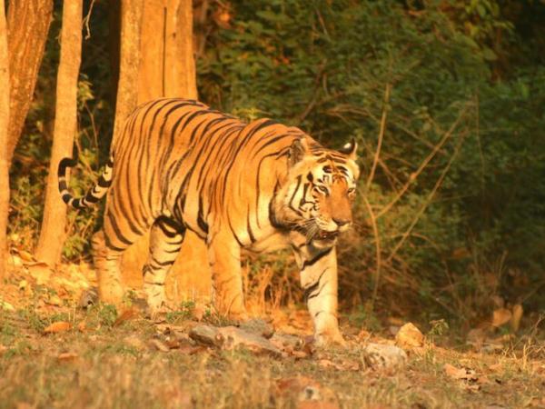 India wildlife and tiger safari