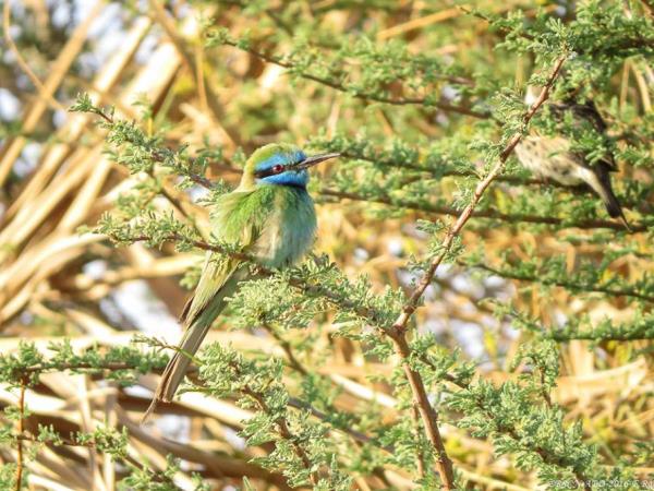 Jordan bird watching tour