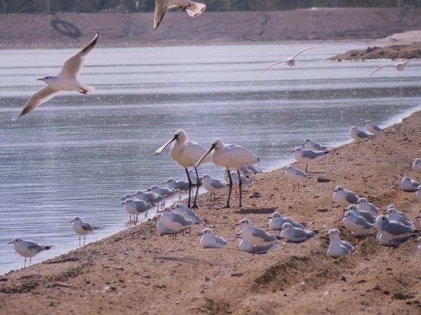 Jordan bird watching tour