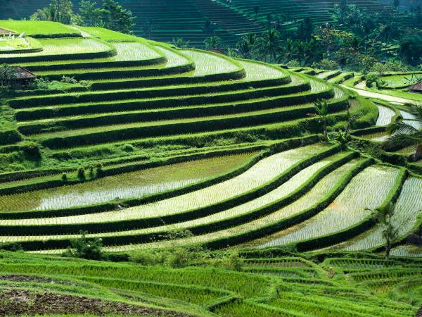 Bali discovery holiday, tailor made
