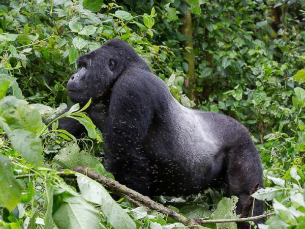 Gorilla and chimpanzee tracking holiday in Rwanda