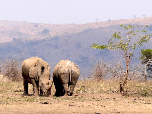 Kwazulu Natal safari and beach holiday, South Africa