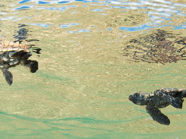 Kwazulu Natal safari and beach holiday, South Africa