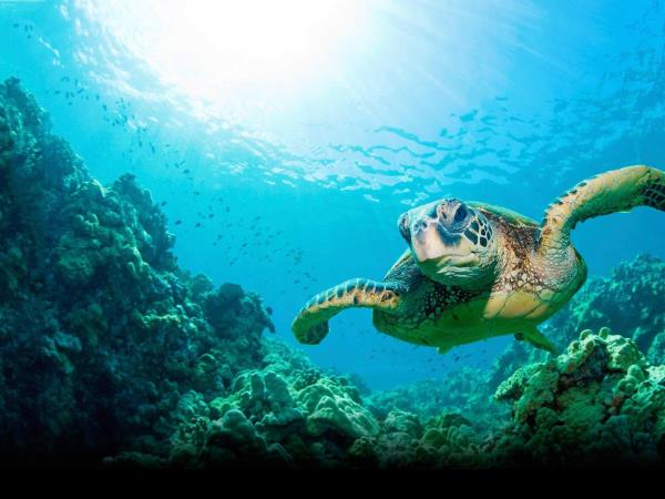 Kwazulu Natal safari and beach holiday, South Africa