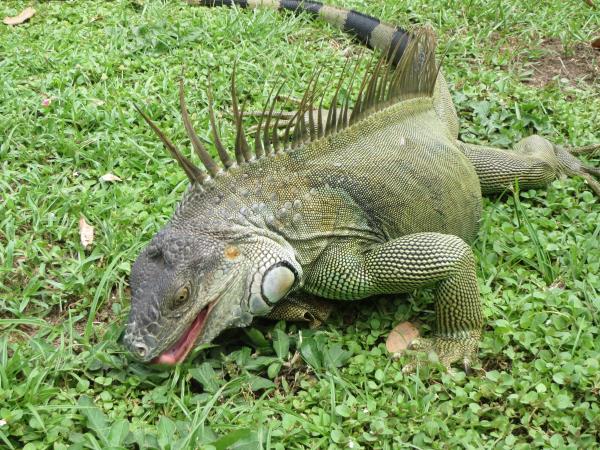 Costa Rica self drive holiday, natural history