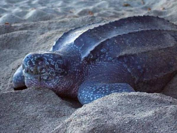 Trinidad & Tobago nature holiday