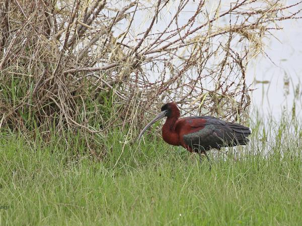 Birdwatching holiday in Greece