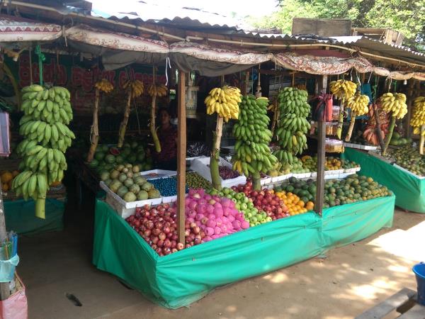 Sri Lanka holiday, tea, trains and elephants