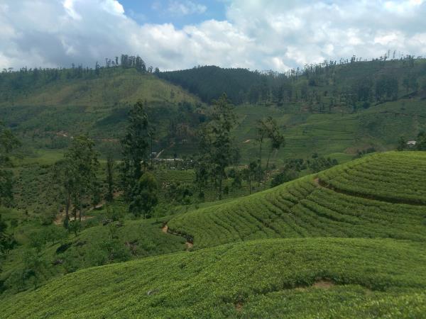 Sri Lanka holiday, tea, trains and elephants
