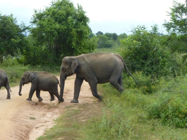 Sri Lanka holiday, two weeks