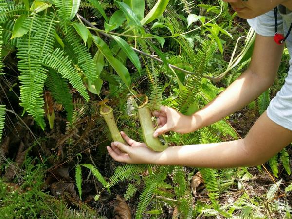 Borneo wildlife cycling holiday