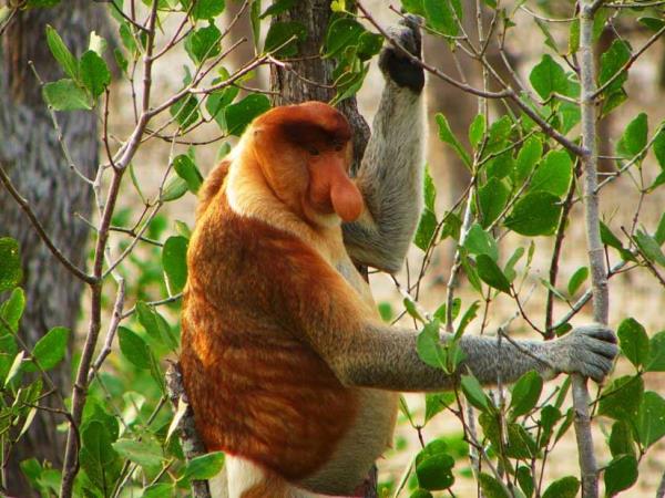 Borneo wildlife cycling holiday