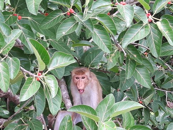 Sri Lanka highlights tour, tailor made