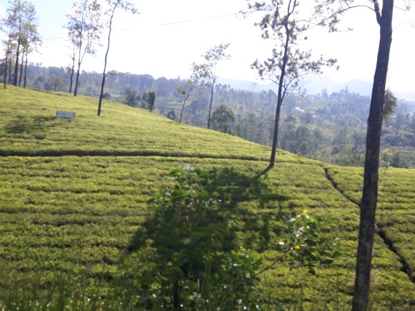 Sri Lanka highlights tour, tailor made