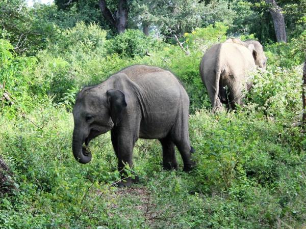 Sri Lanka highlights tour, tailor made