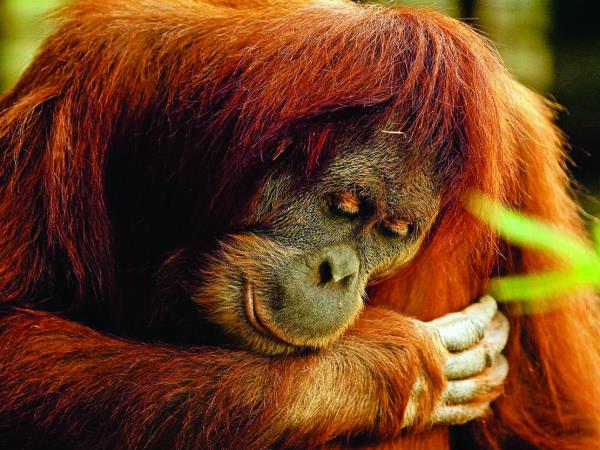 Sarawak rainforest cycling tour, Borneo