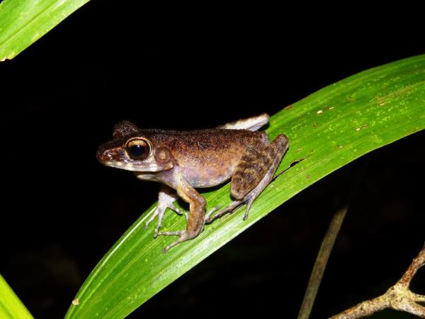 Sarawak rainforest cycling tour, Borneo