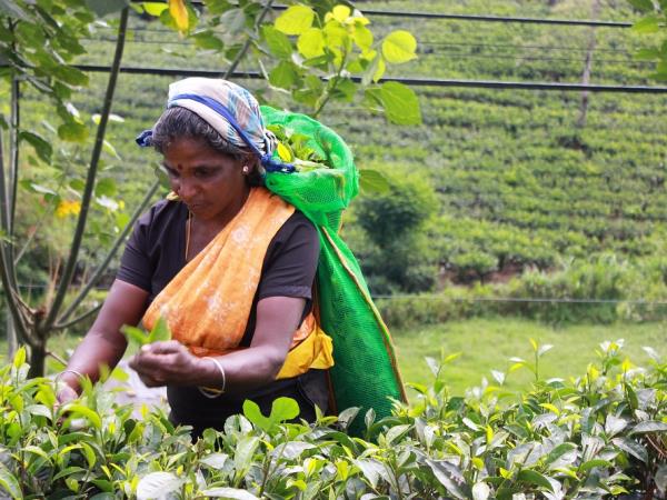 Sri Lanka tailor made country tour