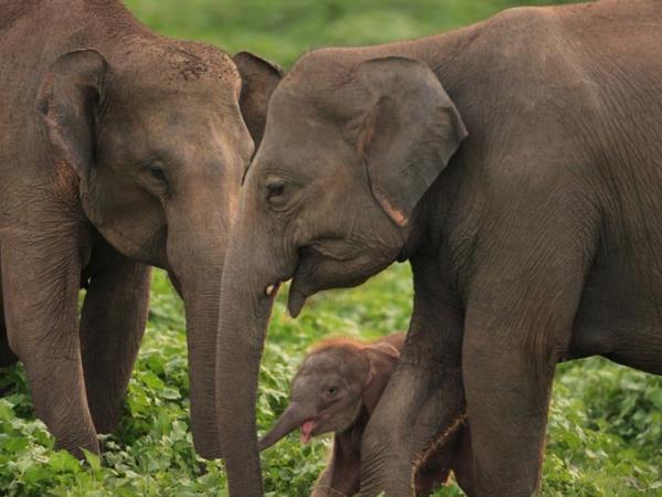Sri Lanka tailor made country tour