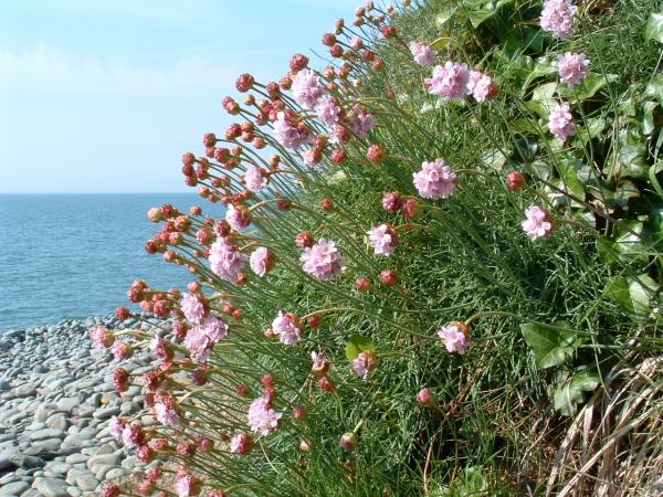 Barnstaple to Bude South West Coast Path walk