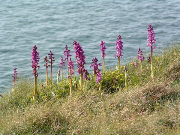 Barnstaple to Bude South West Coast Path walk