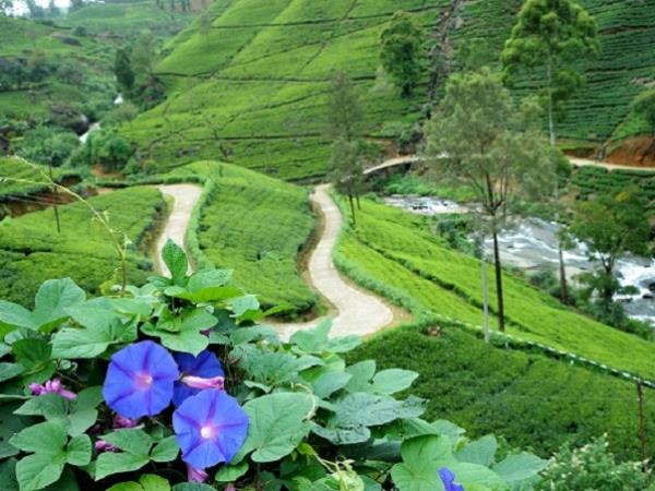 Sri Lanka culture tour